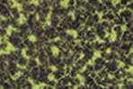Boyden Chamber Assays